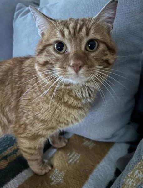 Mila & Milko ~ 3 Jahre in 26388