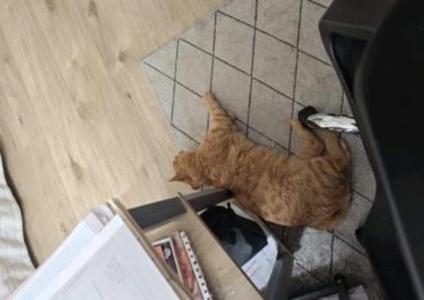 Mila & Milko ~ 3 Jahre in 26388