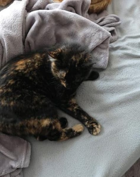 Mila & Milko ~ 3 Jahre in 26388