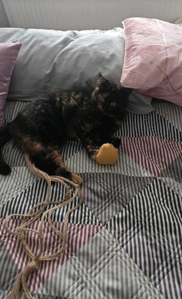 Mila & Milko ~ 3 Jahre in 26388