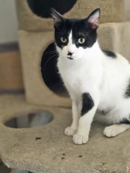 Chupa  aufgeweckte junge Entdeckerin