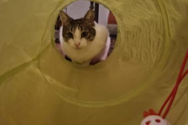 Akira 💗 wartet in 44809 Bochum