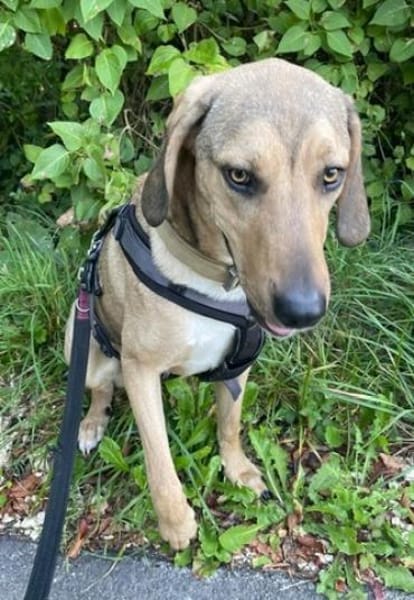 Obi, geb. ca.12/2023, 89081 Ulm-Oststadt