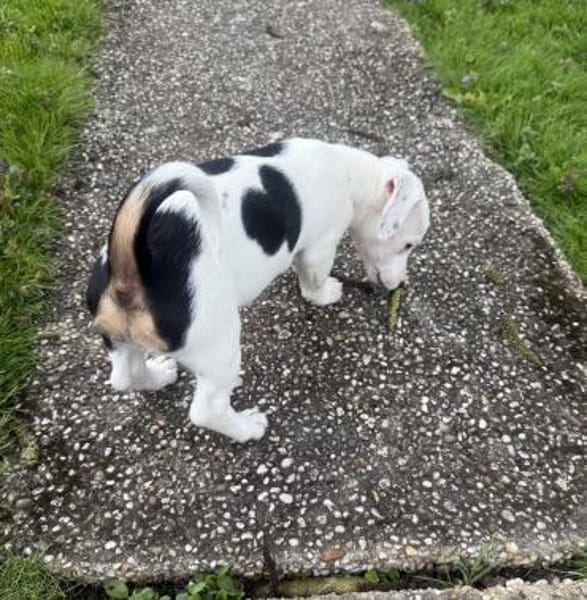 Wendy sucht kuschliges Körbchen