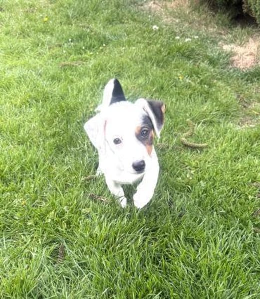 Wendy sucht kuschliges Körbchen