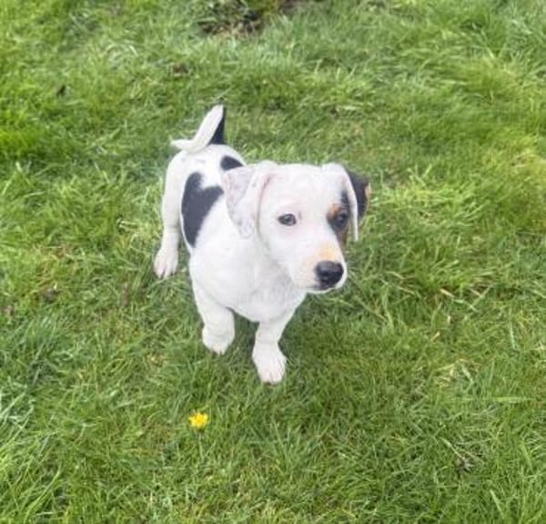 Wendy sucht kuschliges Körbchen