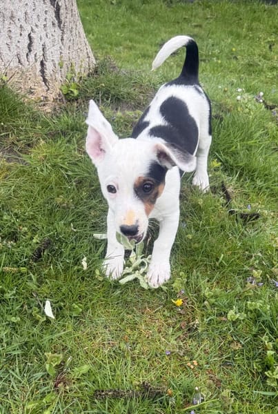 Wendy sucht kuschliges Körbchen