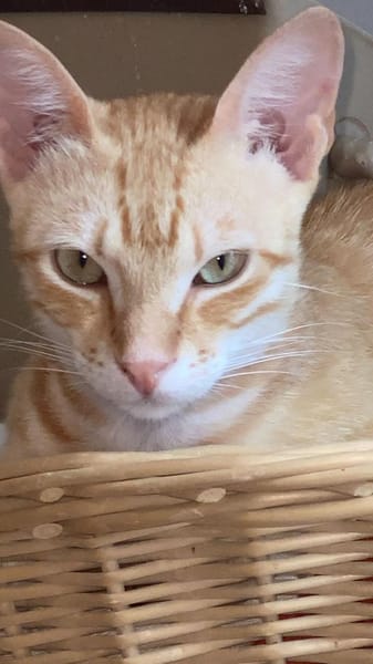 Sissy & Max Hundefreunde