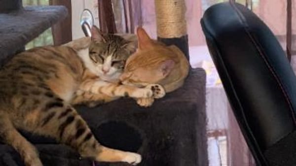 Sissy & Max Hundefreunde