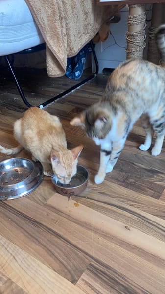 Sissy & Max Hundefreunde