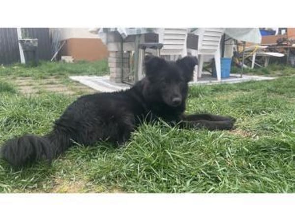 Nellie - wartet in 67063 Ludwigshafen