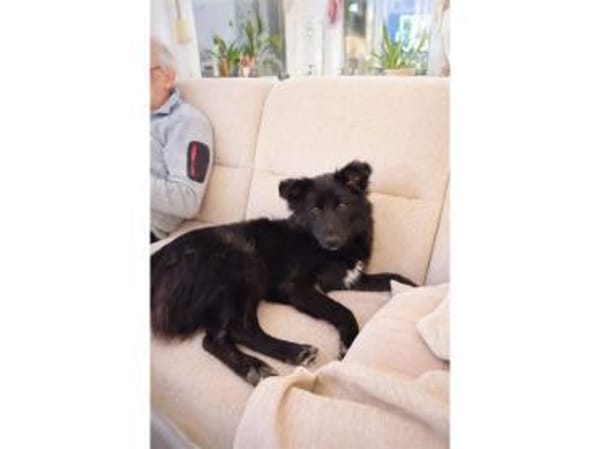 Nellie - wartet in 67063 Ludwigshafen