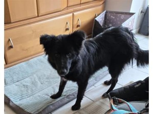 Nellie - wartet in 67063 Ludwigshafen