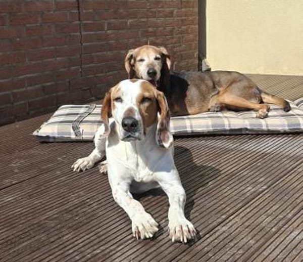 Zack, geb. ca. 10/2022, 23556 Lübeck