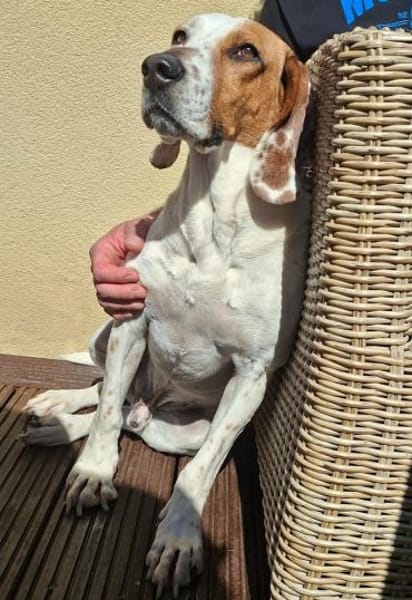 Zack, geb. ca. 10/2022, 23556 Lübeck