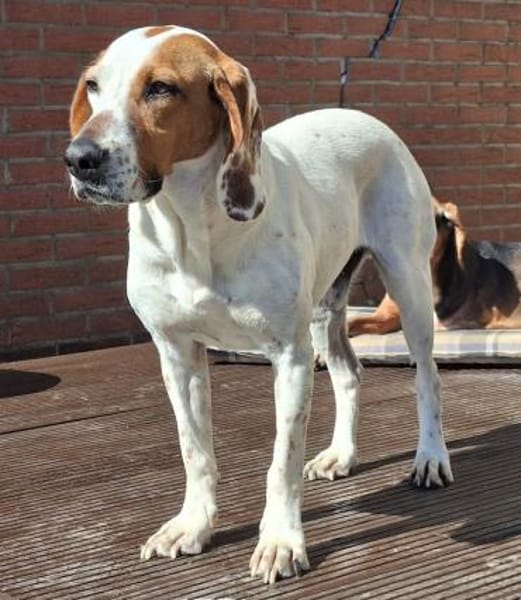 Zack, geb. ca. 10/2022, 23556 Lübeck