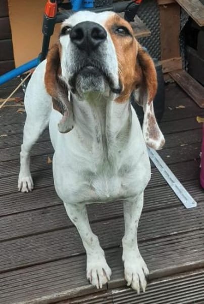 Zack, geb. ca. 10/2022, 23556 Lübeck