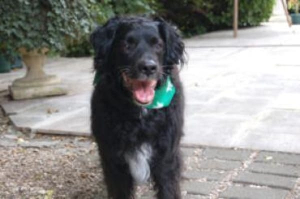 WILLIAM - Senior sucht ruhiges Zuhause