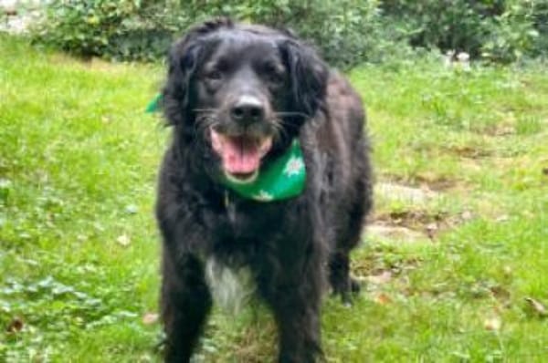 WILLIAM - Senior sucht ruhiges Zuhause