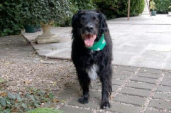 WILLIAM - Senior sucht ruhiges Zuhause