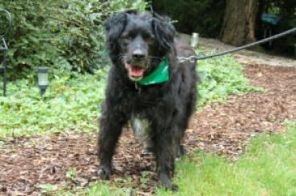 WILLIAM - Senior sucht ruhiges Zuhause