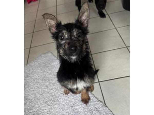 Sakura - wartet in 33154 Salzkotten