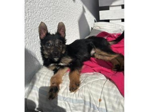 Sakura - wartet in 33154 Salzkotten