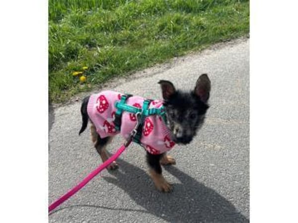 Sakura - wartet in 33154 Salzkotten