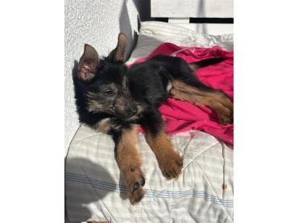 Sakura - wartet in 33154 Salzkotten