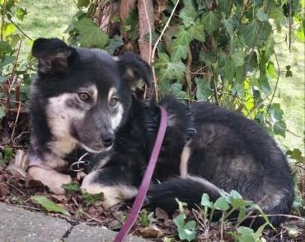 lieber kleiner Jaxx auf PS in 90475