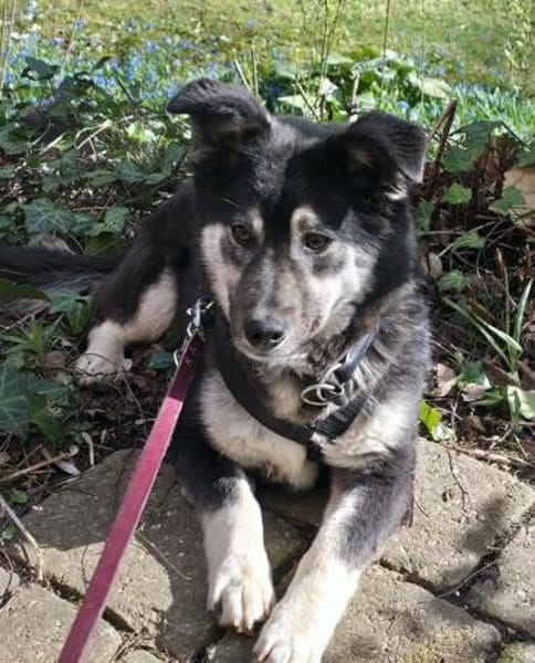 lieber kleiner Jaxx auf PS in 90475