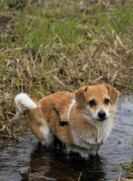 kleiner süßer Noki auf PS in 14513