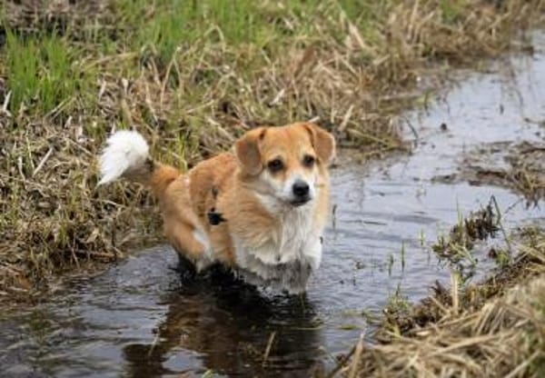 kleiner süßer Noki auf PS in 14513