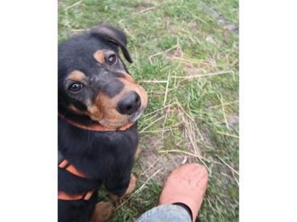 Axel - wartet in 36318 Schwalmtal