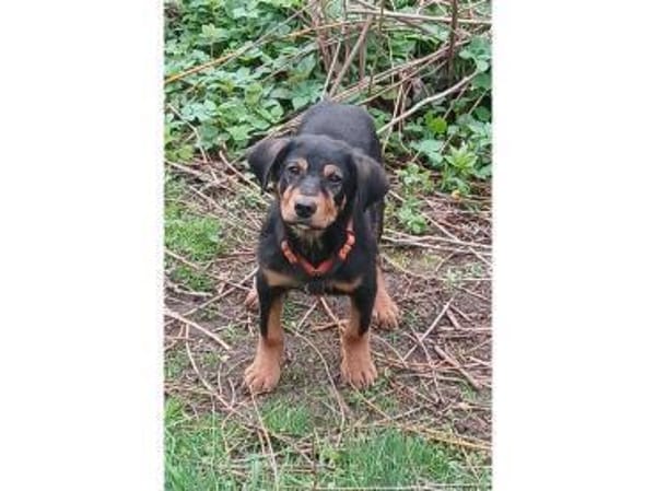 Axel - wartet in 36318 Schwalmtal