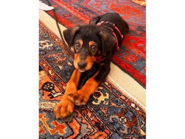 Axel - wartet in 36318 Schwalmtal