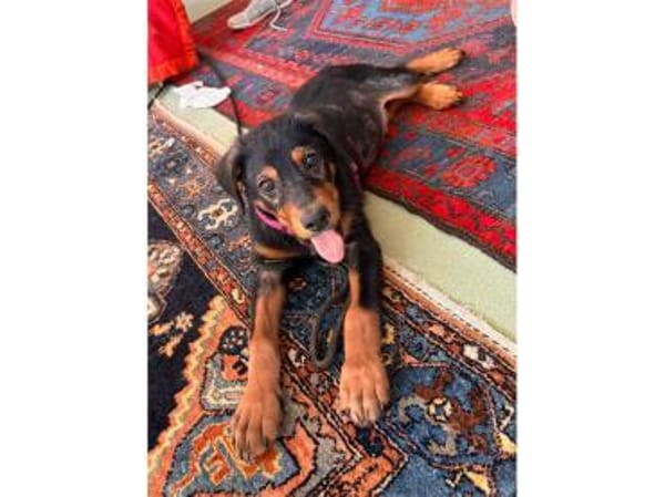 Axel - wartet in 36318 Schwalmtal