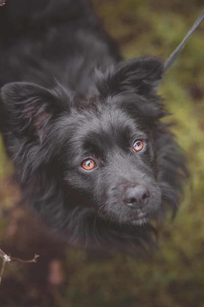 kleiner Mischling Duo sucht eine Familie