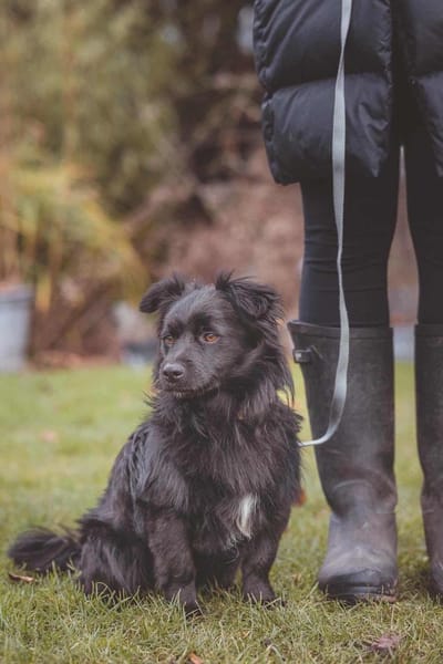 kleiner Mischling Duo sucht eine Familie