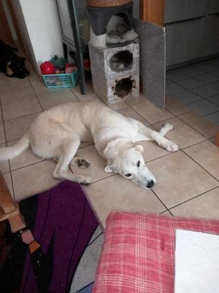 Luna große Hündin Mischling sucht Heim