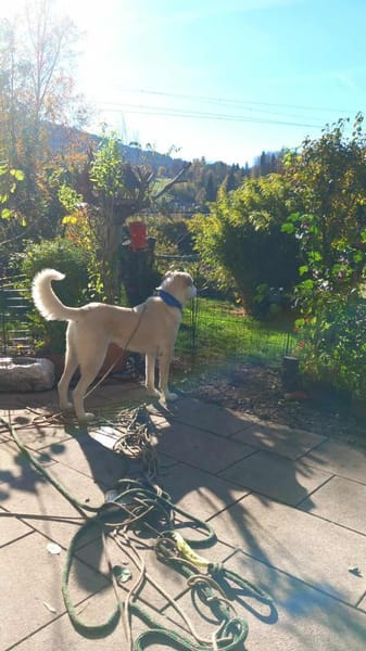 Luna große Hündin Mischling sucht Heim