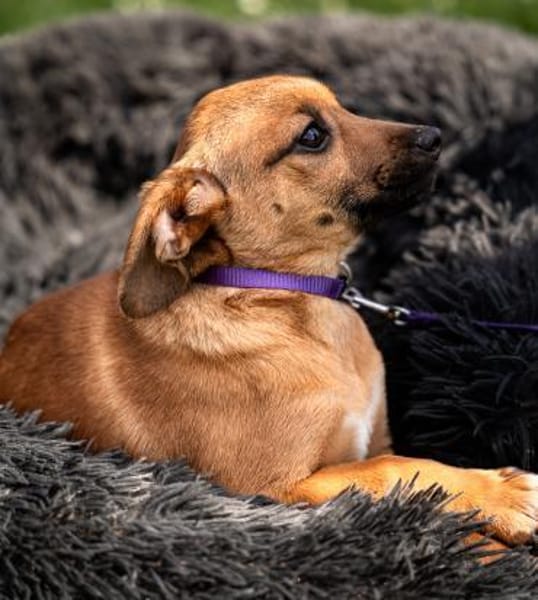 Talisa unsere kleine Schönheit....