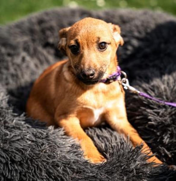 Talisa unsere kleine Schönheit....