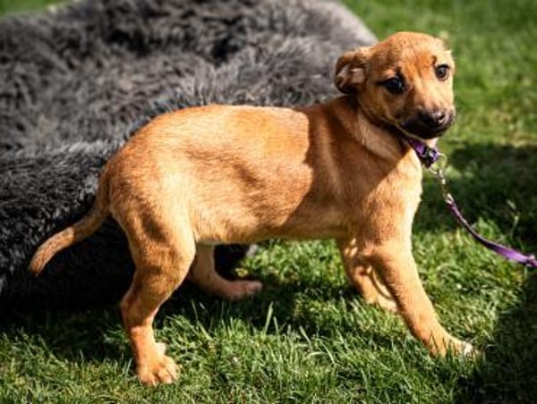 Talisa unsere kleine Schönheit....