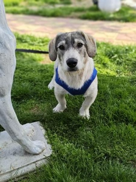 Karam ein toller Familienhund