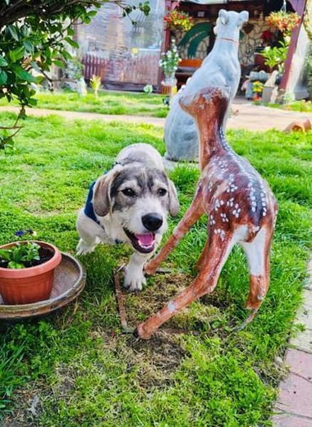 Karam ein toller Familienhund