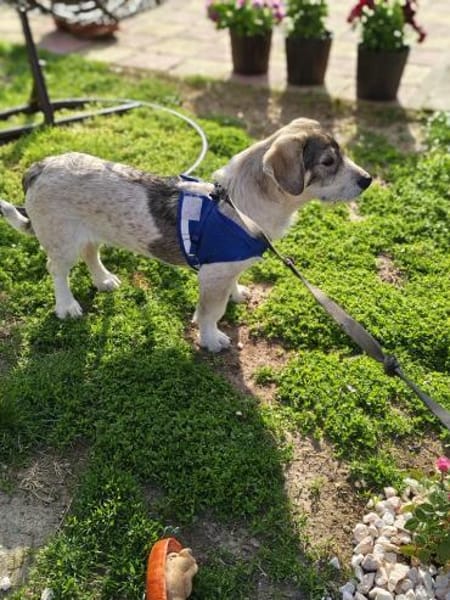 Karam ein toller Familienhund