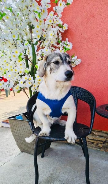 Karam ein toller Familienhund