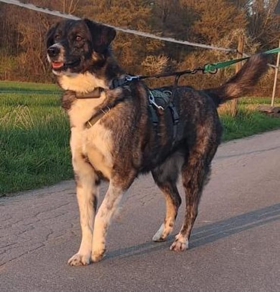 Lea sucht ihr Zuhause