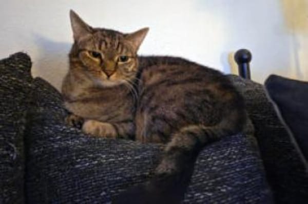 STELLA, liebt die leisen Töne